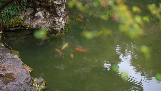 景观池中观赏鱼锦鲤