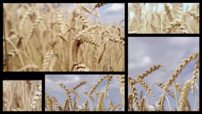 麦田。分割屏幕麦田小麦大麦麦粒麦穗