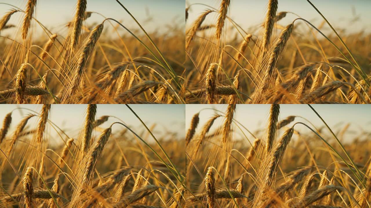 HD DOLLY：彩色金色小麦