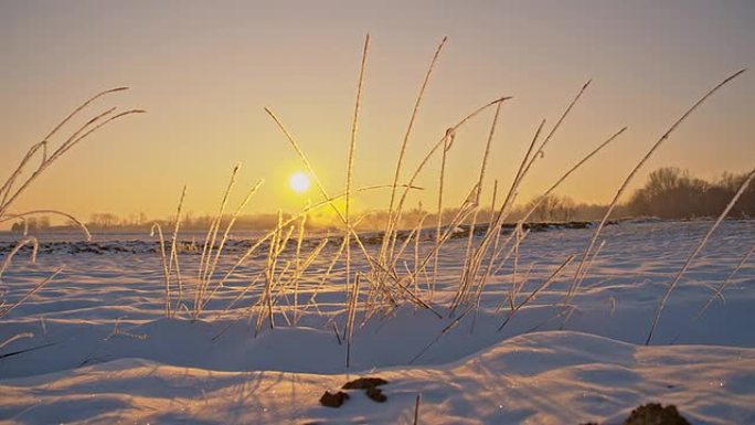 WS DS晨霜覆盖的草地
