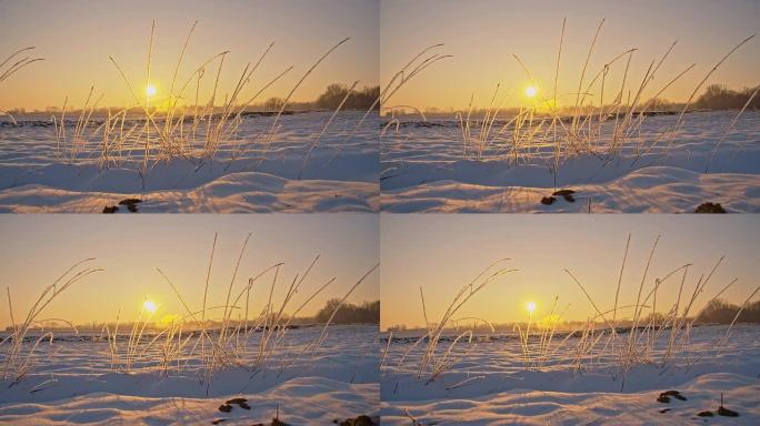 WS DS晨霜覆盖的草地