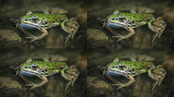 蛙高清可爱蛙