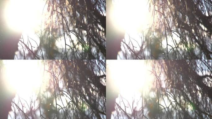 SLO MO太阳穿过桦树树枝