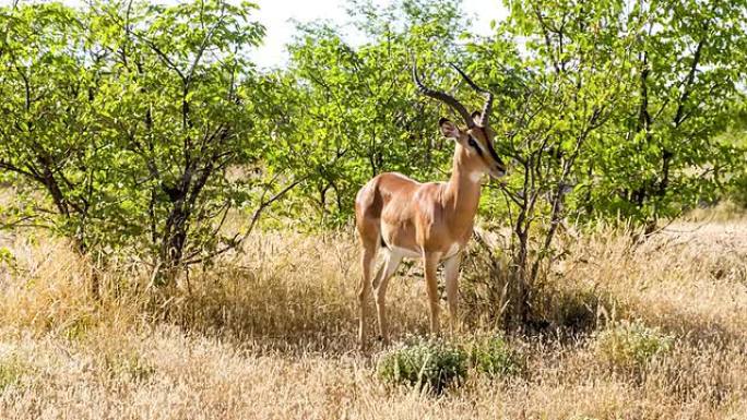 纳米比亚大草原的跳羚瞪羚