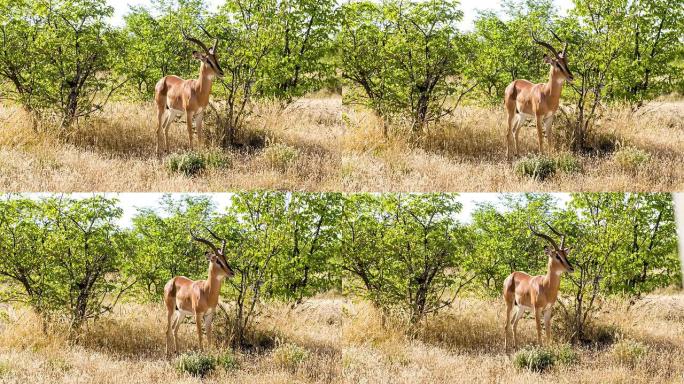 纳米比亚大草原的跳羚瞪羚