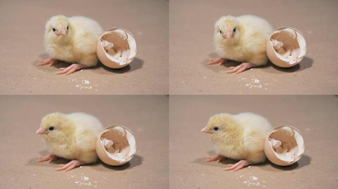 孵出的鸡靠近蛋壳，靠近。在农场从鸡蛋中孵出的鸡。