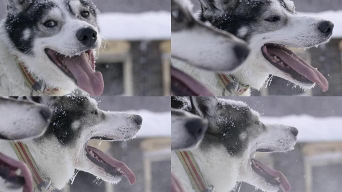 SLO MO CU雪橇犬喘着粗气