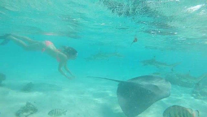 水下: 穿着比基尼的年轻女子在充满鲨鱼的异国情调的海洋中游泳。