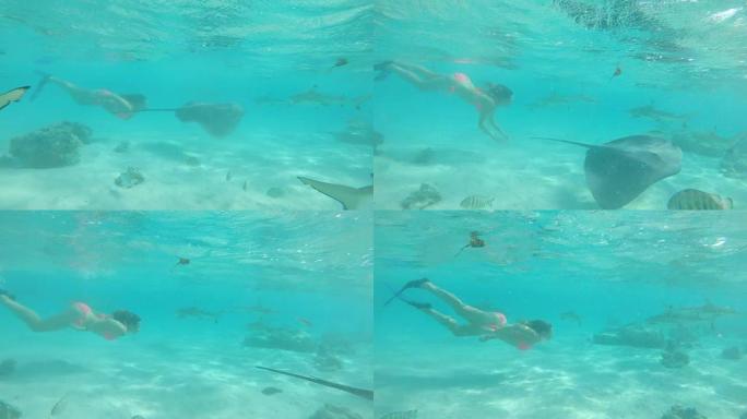 水下: 穿着比基尼的年轻女子在充满鲨鱼的异国情调的海洋中游泳。