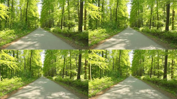 高清: 穿越绿色森林的道路
