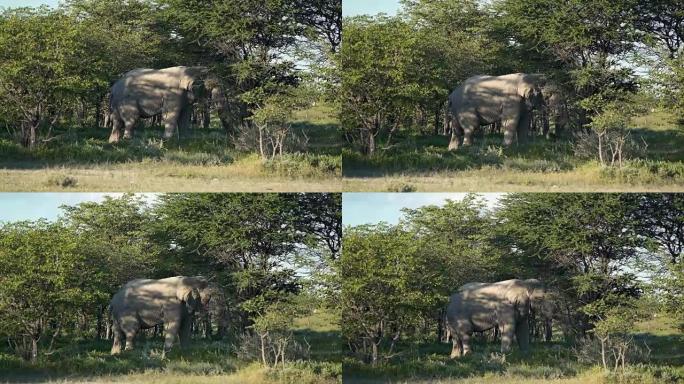 非洲大象在灌木丛中觅食