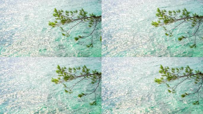 针叶树对抗海浪的MS DS分支