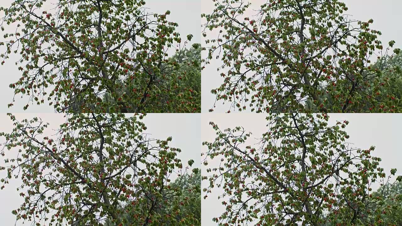 雨中的SLO MO樱桃树