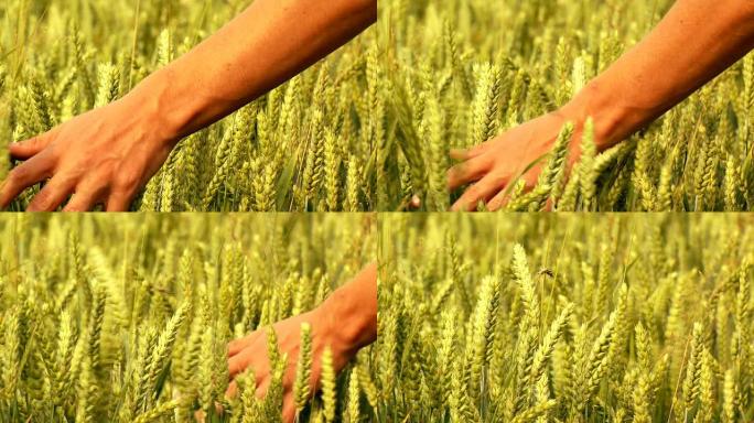 手和小麦 (HD 1080)