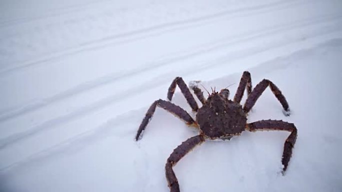 WS帝王蟹在雪地里爬行