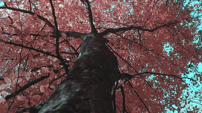 高清：红色秋树树木树叶红树叶