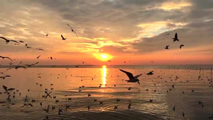自然落日，海鸥飞翔