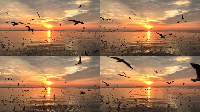 自然落日，海鸥飞翔