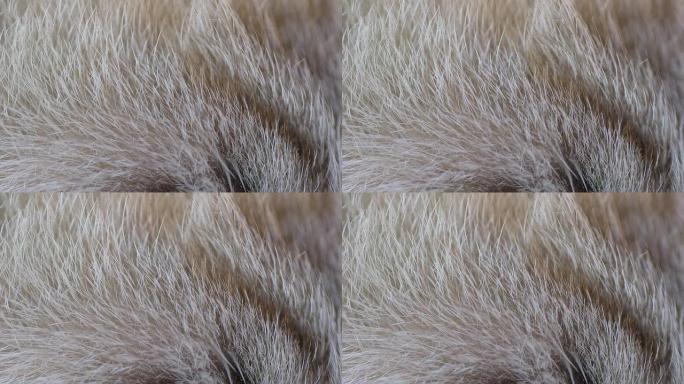 猫皮毛的微距拍摄毛发皮毛