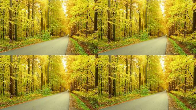HD DOLLY：穿过森林的笔直道路