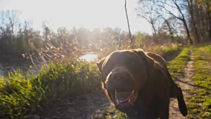 在大自然中奔跑的SLO MO拉布拉多猎犬