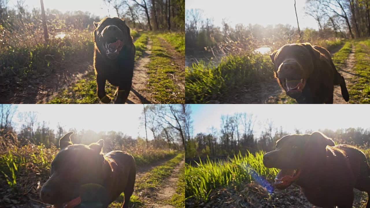 在大自然中奔跑的SLO MO拉布拉多猎犬