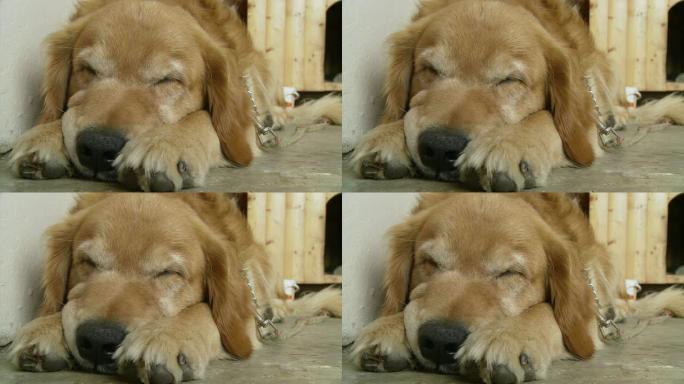 HD：睡在地板上的狗