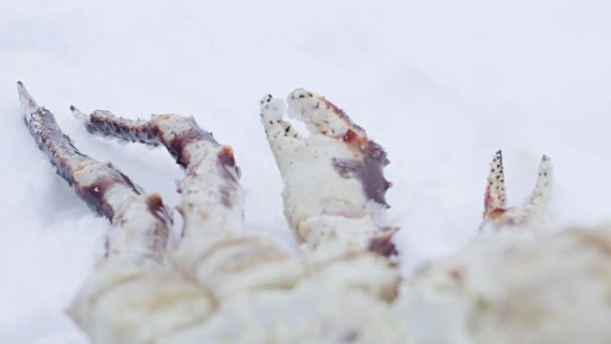 ECU帝王蟹躺在雪地里