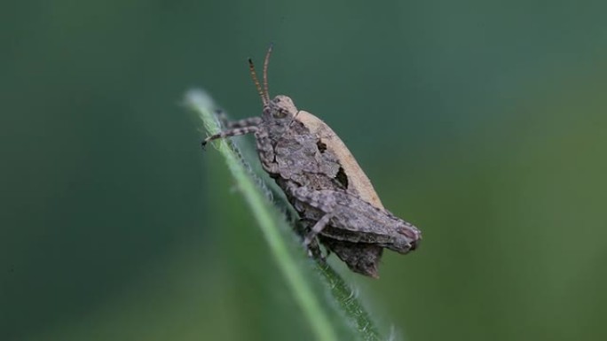 蝗虫蝗虫害虫