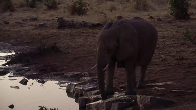 黄昏时水坑边的大象