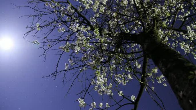 高清动态延时：樱花