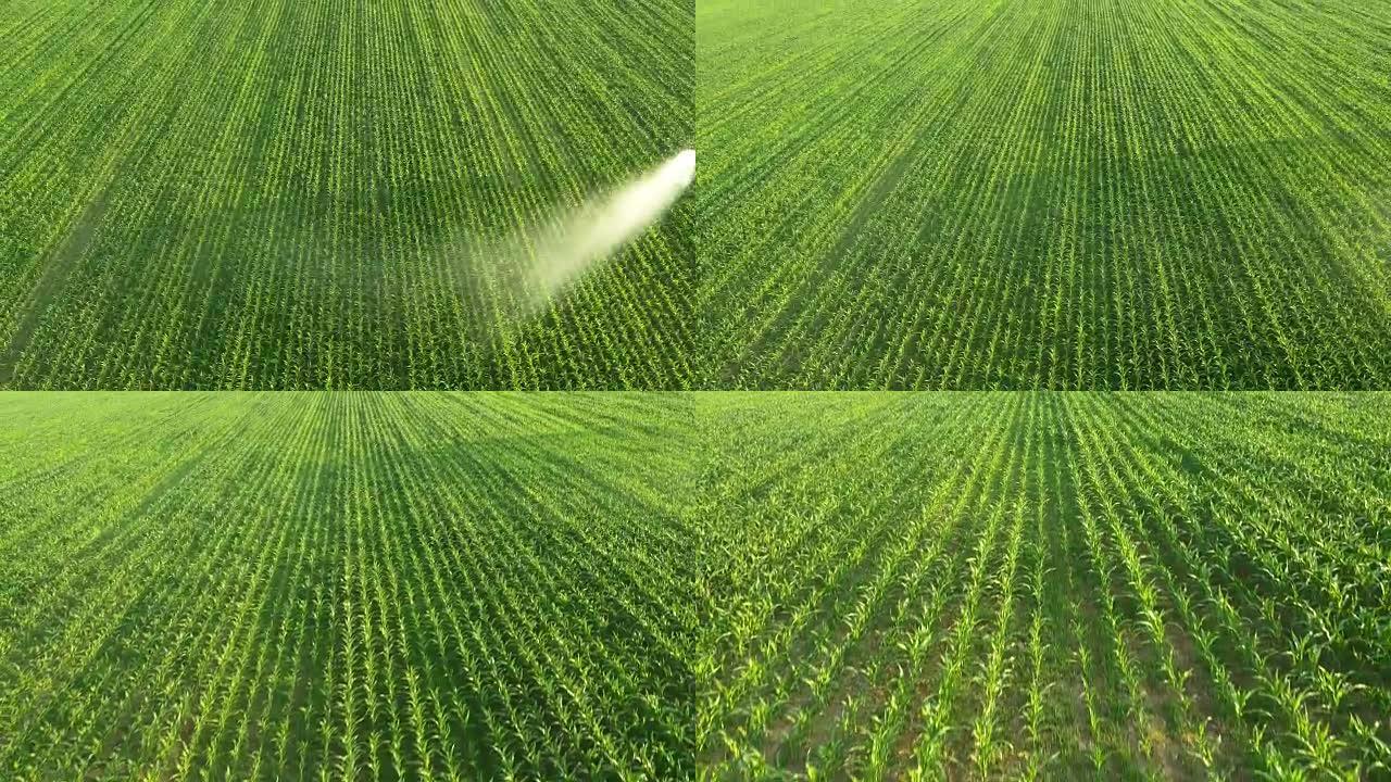 空中农业洒水喷洒玉米植物