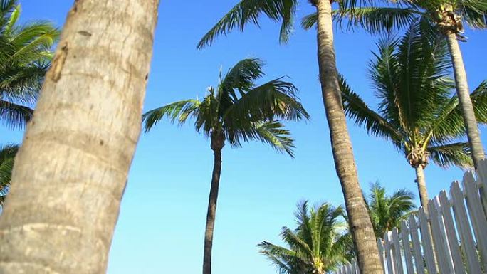 高清：佛罗里达海滩棕榈