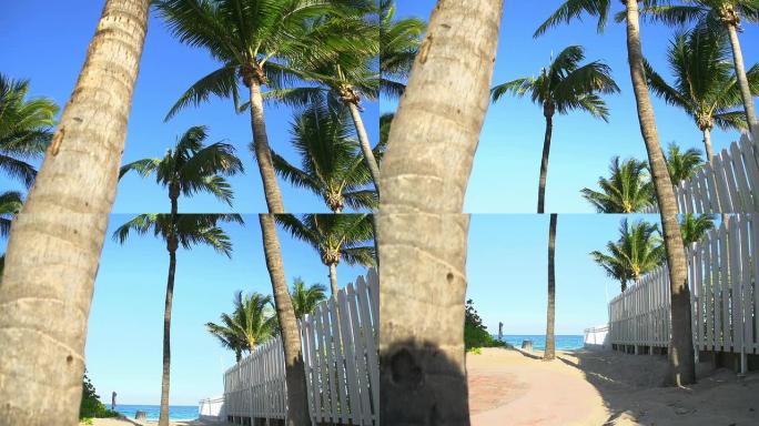 高清：佛罗里达海滩棕榈