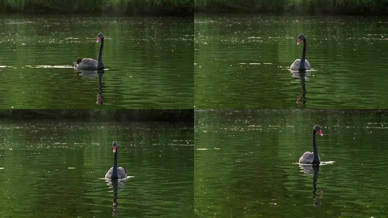 一只黑天鹅在池塘里游泳