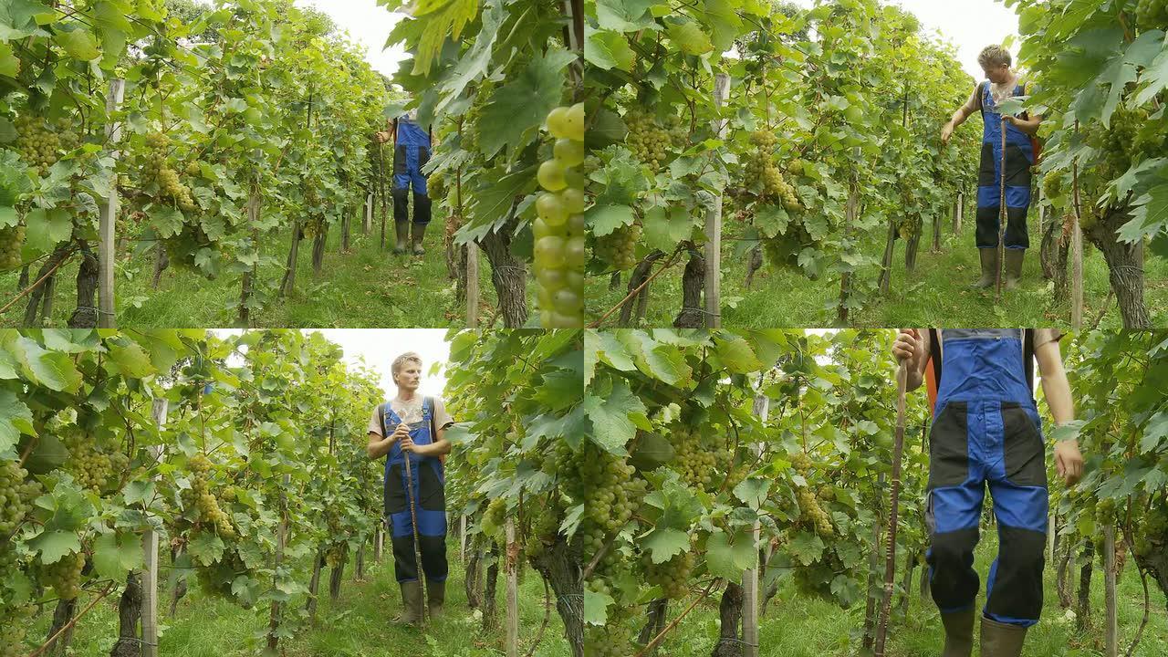 HD DOLLY：在葡萄园工作的葡萄酒种植者