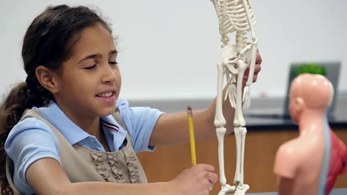 女中学生检查人类骨骼模型