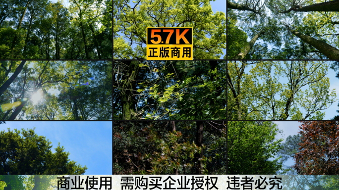 5.7K高画质 风吹森林 风吹叶子