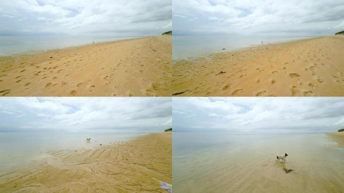 巴厘岛海滩上的空中飞狗
