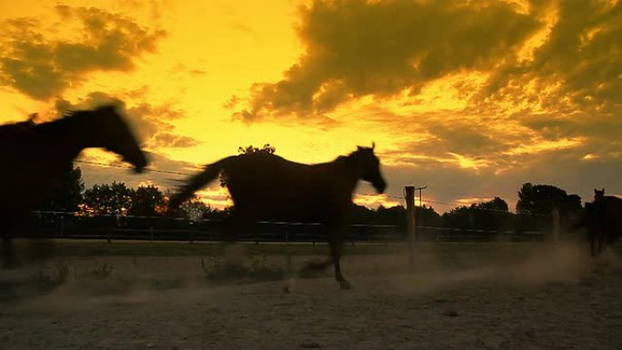 高清慢速运动：黎明时奔跑的马匹