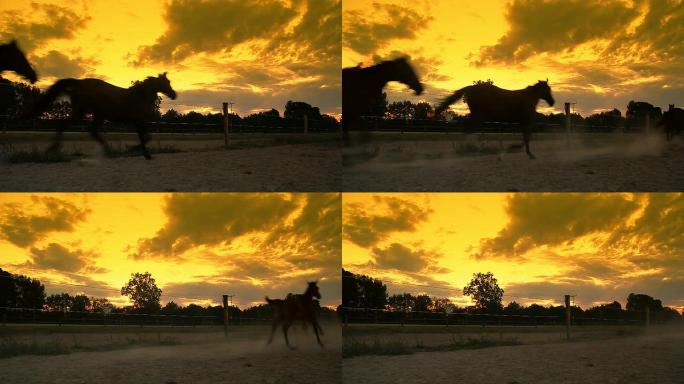 高清慢速运动：黎明时奔跑的马匹