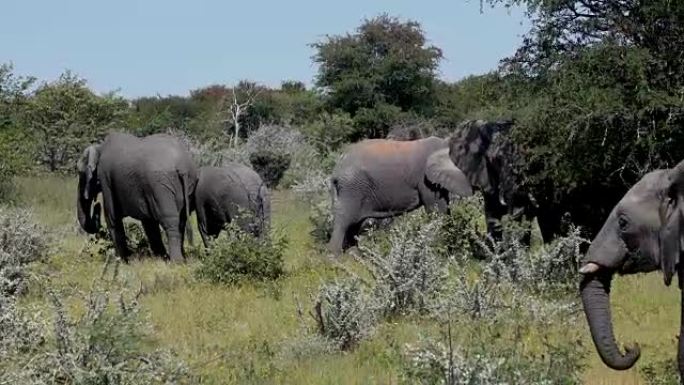 非洲大象家族象群觅食小象大自然