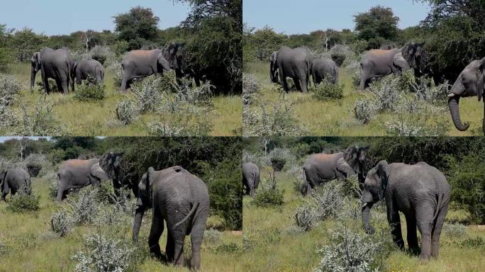 非洲大象家族象群觅食小象大自然