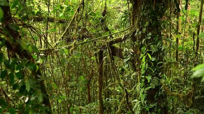 热带森林中的树木