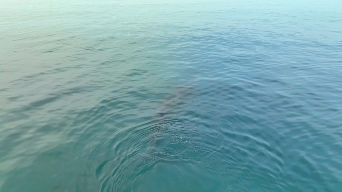 涠洲岛鲸鱼震撼浮出海面航拍