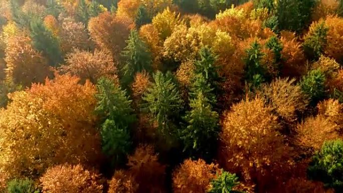 阳光下森林的空中秋天颜色