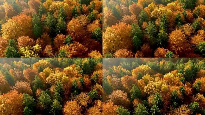 阳光下森林的空中秋天颜色