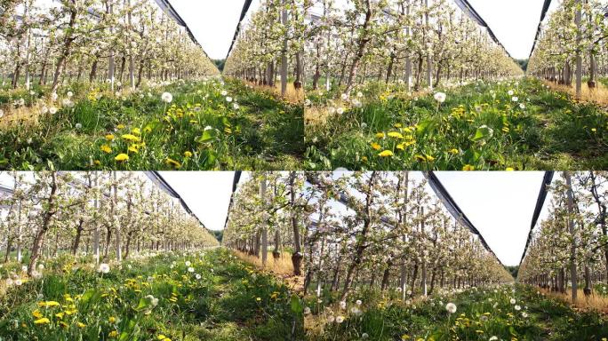 高清多莉: 春天一排排苹果树