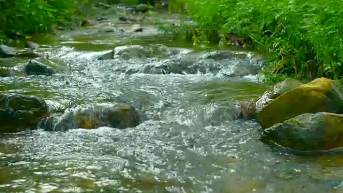 溪流落在森林中空镜头幽静溪水河水流水