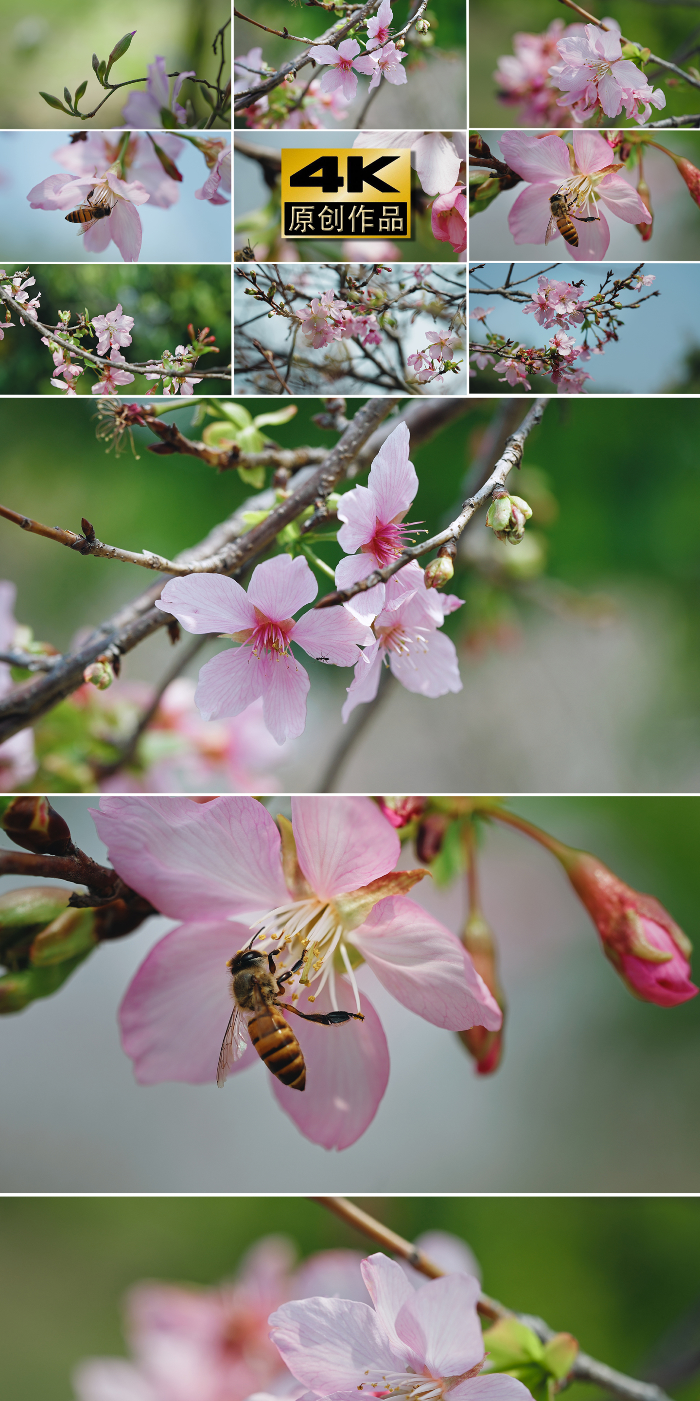 清明谷雨春天来了花含苞待放樱花昆虫采蜜